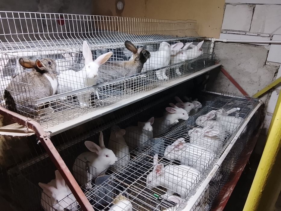 Vând iepuri hycole francez și Panon