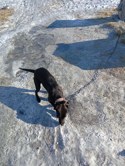 Отдам щенка даром