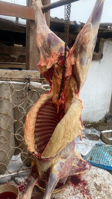 Тай сатылады жетиконырдын