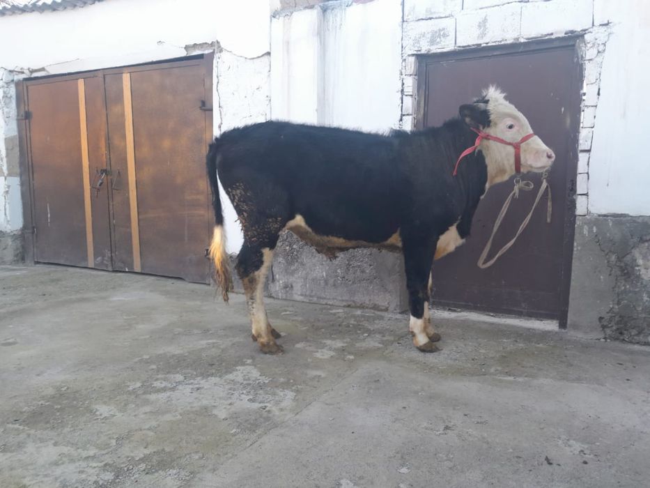 Семіз бұқа сатылады