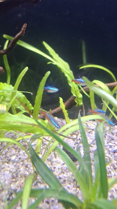 74L Natural Akvarium Komplekt, Sump Sistemali, Tayyor