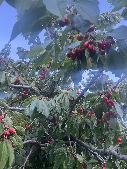 Парцел ( земеделска земя , имот ) в землището на с.Брестник .