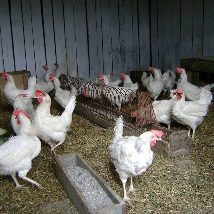 Куры несушки легорны