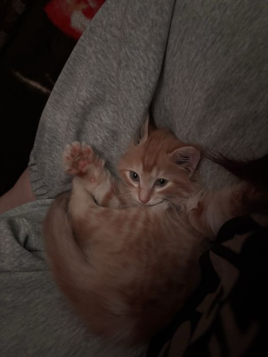 Отдам котенка в добрые руки