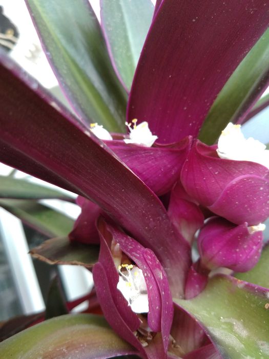 Rhoeo discolor (Bărcuța cu crini sau Bârfa babelor)