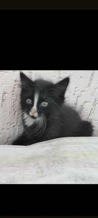 Отдам котят даром (тегін) в добрые руки