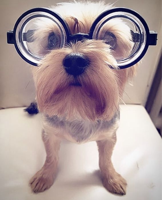 Tund igienic caini si pisici