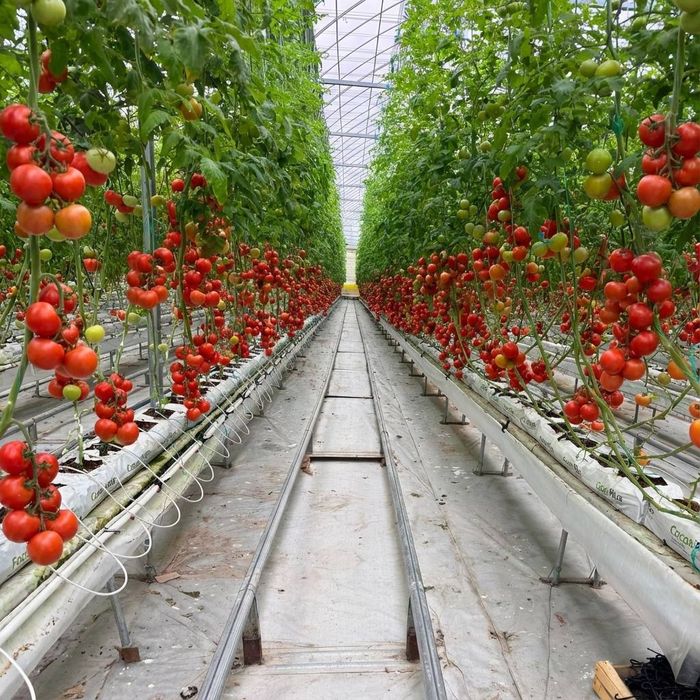 Теплица Сотилади 7га