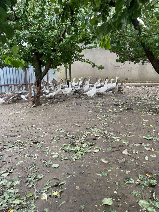 Vand gaste sau schimb cu gaini sau oi