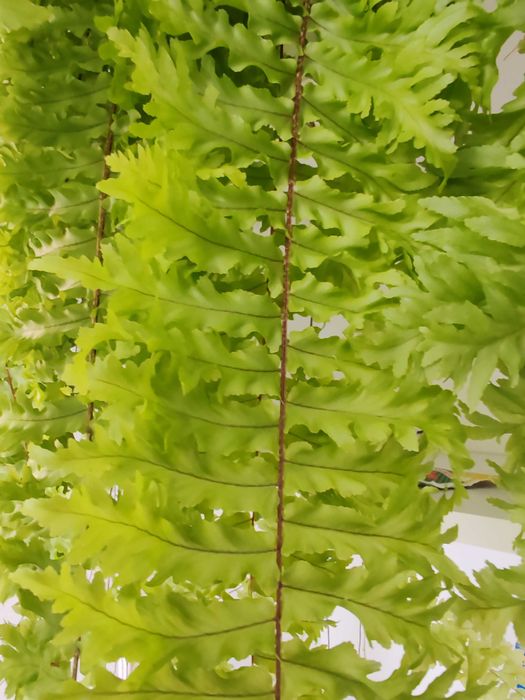 Стайна папрат, къдрева