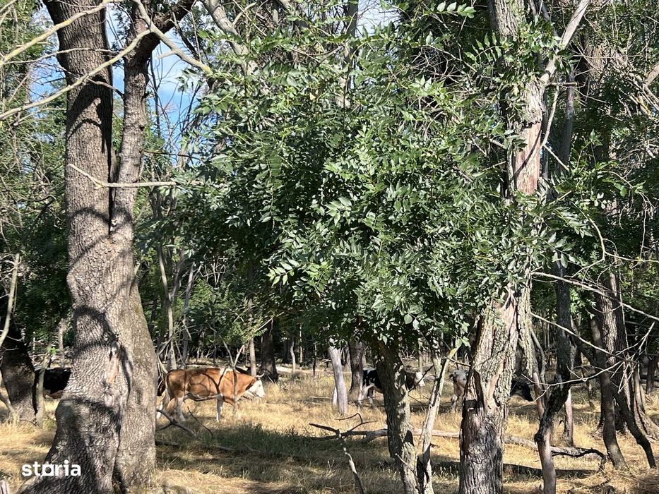 Teren intravilan, 4700 mp, dublu front stradal, la marginea Pădurii Co