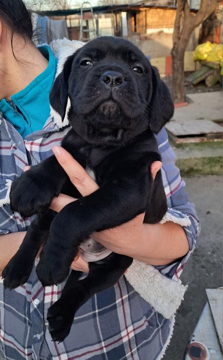 Puiut Cane Corso