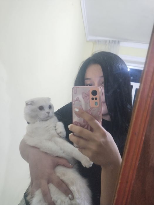 Skotch fold mushuk sotiladi