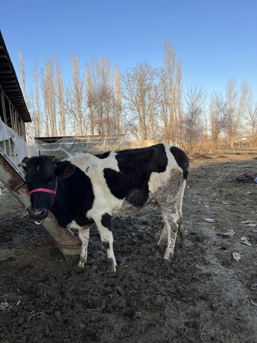 Ona bola sigir bolasi urgʻochi 20mln kami bor