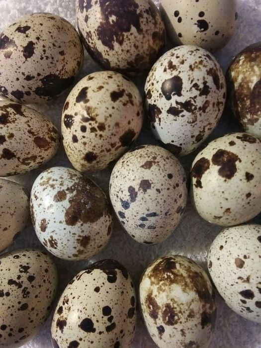 Bedana yirik zoti Belliy gigant Texas urugʻlangan tuxumlari