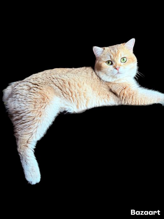 Вязка кот золотой Шиншилла