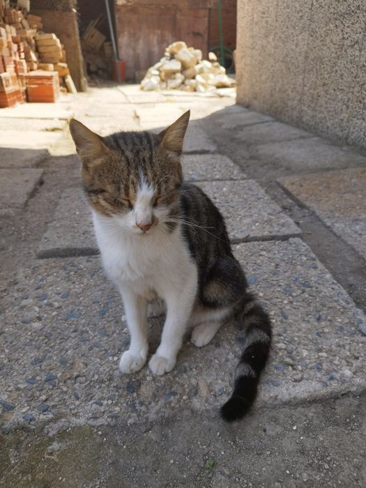 Безплатно-3 котенца и 1 майка