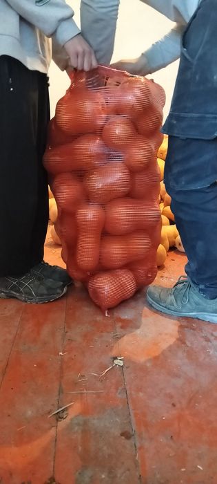 Асқабақ сатылады Ф1 сорт