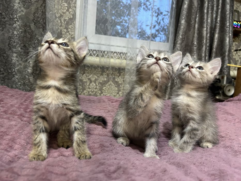 Отдам даром котят