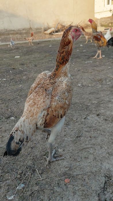 Дакан Мекен на продаже