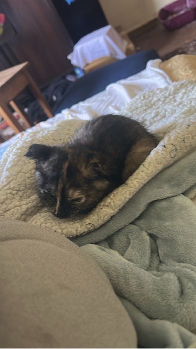 Котята вислоухие