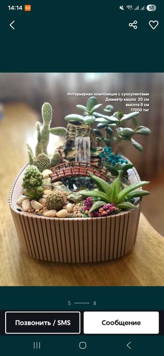 Флорариум, суккуленты