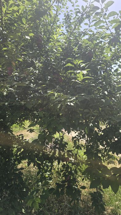 Olhuri sotiladi narx kelishtiriladi