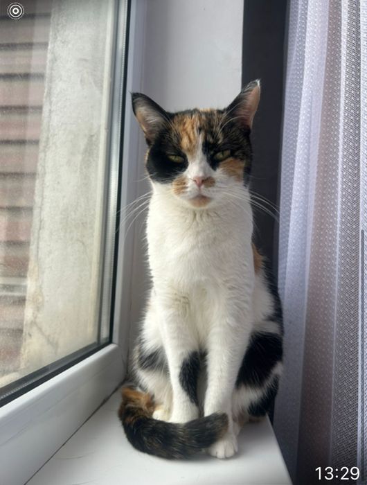 Кошка трехцветная