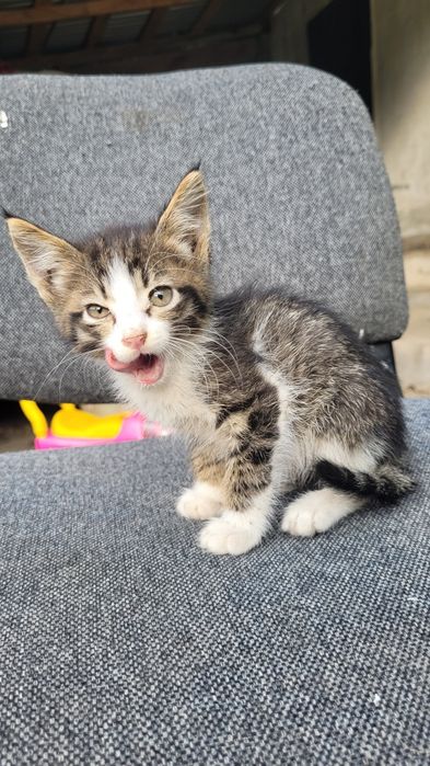 Ищу дом милым котятам