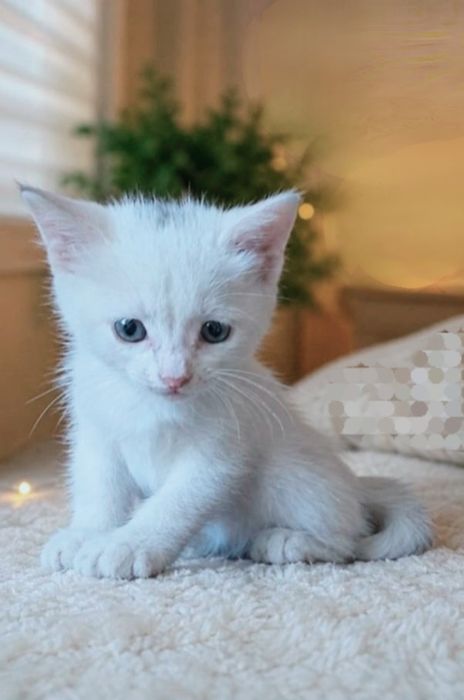 Котенок турЕцкоЙ анГоры
