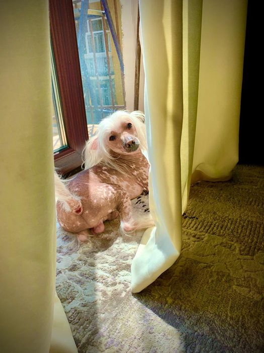 Отдам китайскую хохлатую