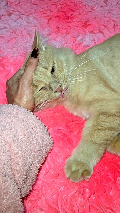 Adoptie motan pufos,superb si iubitor!