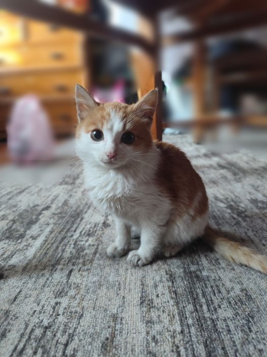 Отдам котика в добрые руки