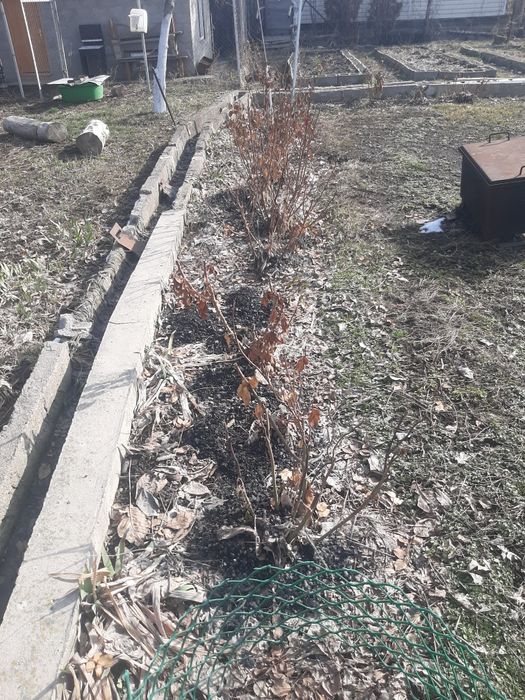 Смородина куст продам