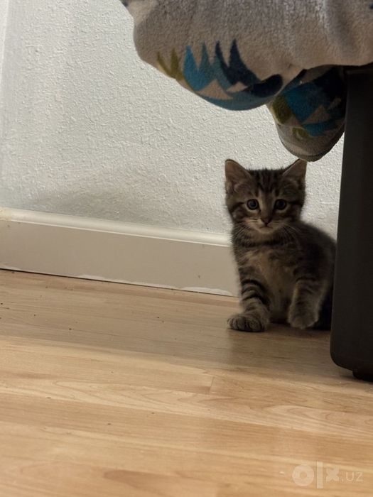 Котенок в добрые руки