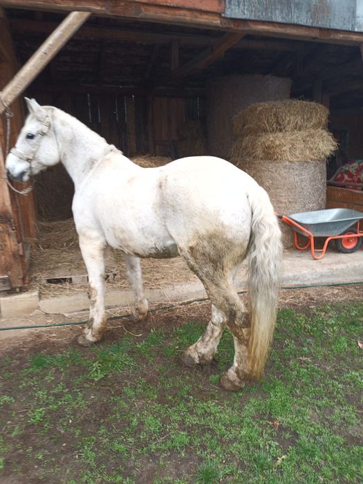 Vând cal de 10 ani