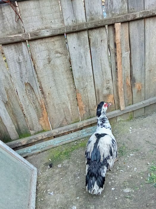 Продам индоселеня молодого