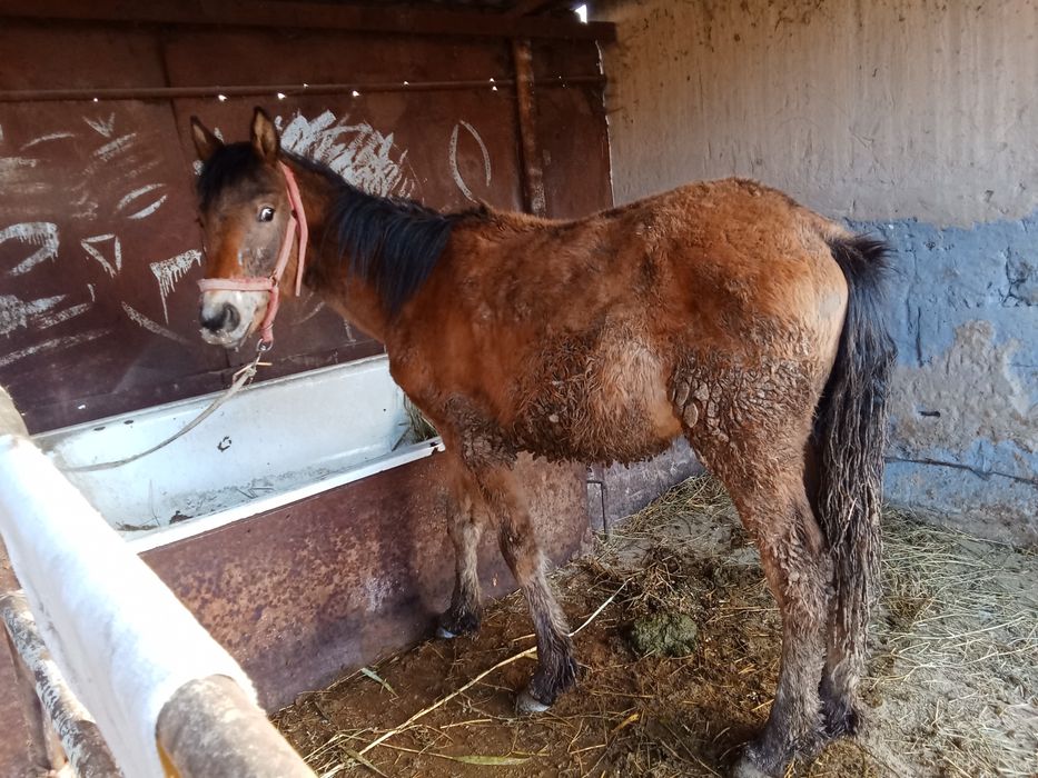 Тай сатылады еркек тай