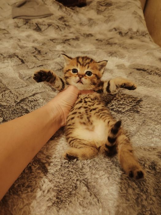 Золотистый табби котик