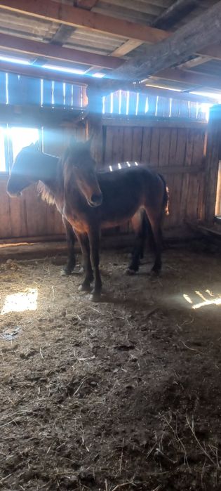 Продам байтал на докорм