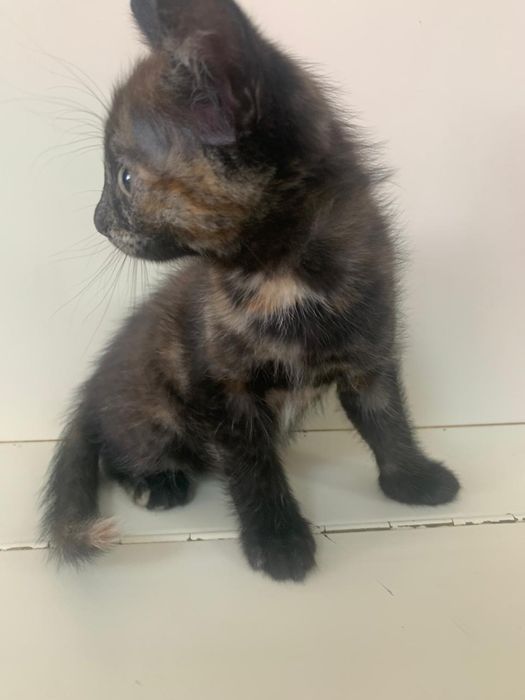 Отладим котенка