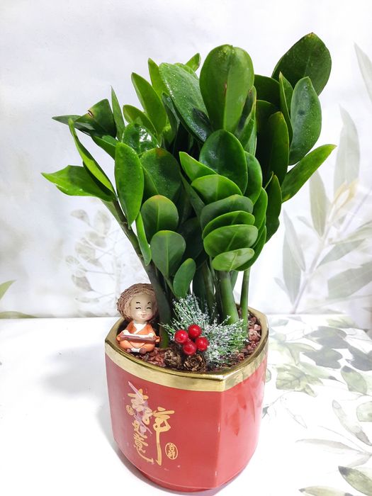 Антуриум, Филодендрон крокодил и др расте