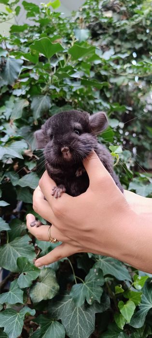 Шиншиллы в Ташкенте