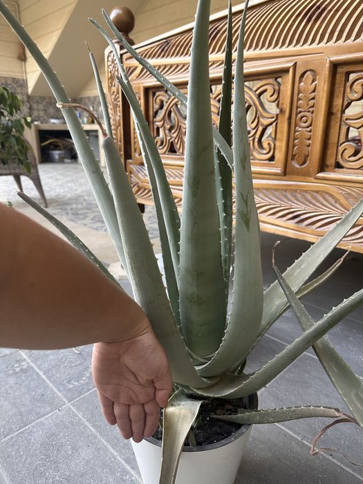 Алоэ для косметических целей