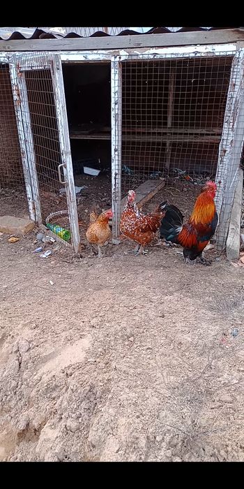 Продам карликов семейка