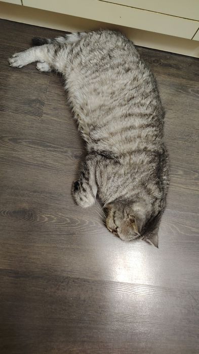 Добрый, умный, котик