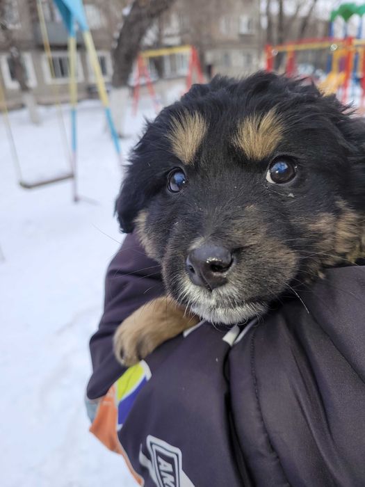 Щенок-девочка 2-3 месяца БЕСПЛАТНО