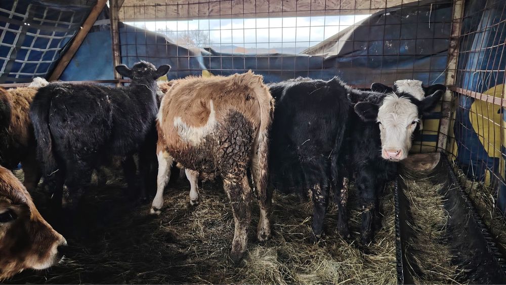 Vand vitei si vitele baltata romaneasca