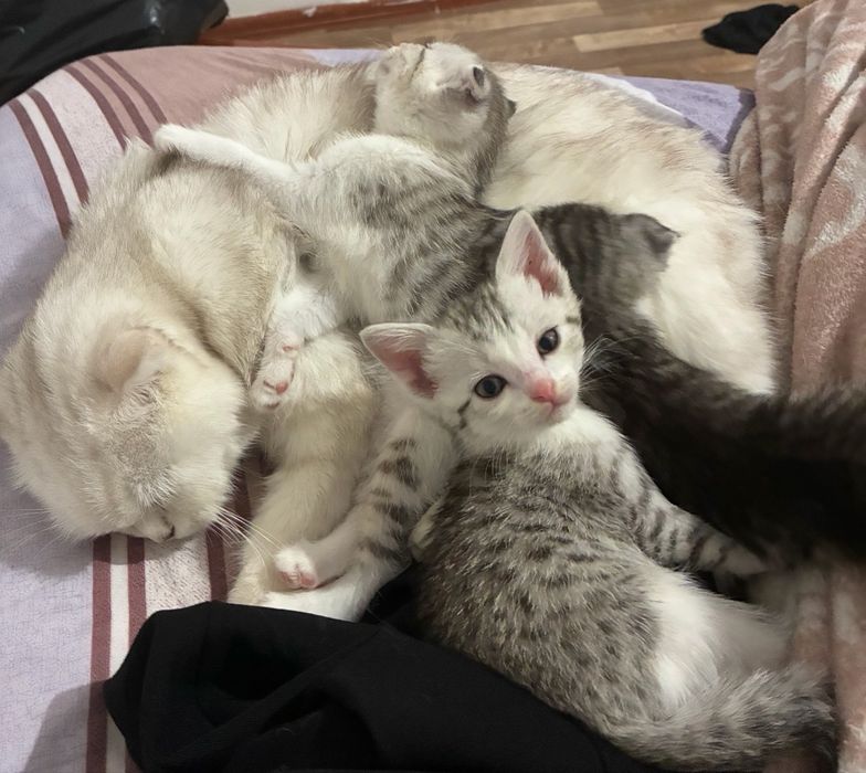 Продаются котенки шотландские