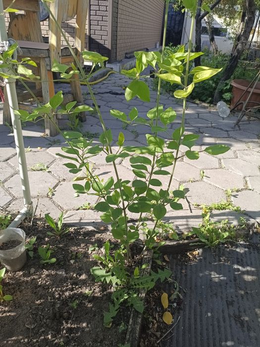 Продам клематис белый